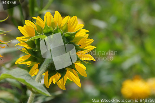 Image of Sunflower