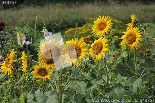 Image of Sunflowers