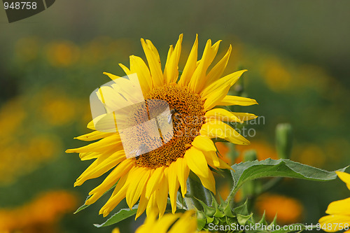 Image of Sunflower