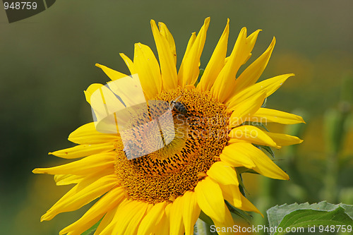 Image of Sunflower