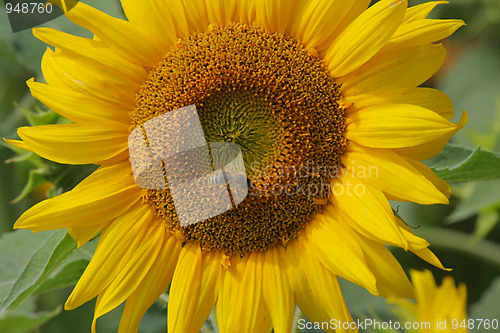 Image of Sunflower