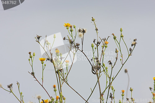 Image of Flowers