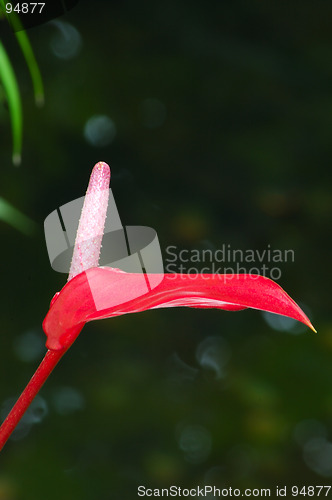 Image of Anthurium Flower