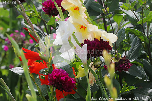 Image of Multi-coloured flowers