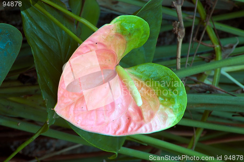 Image of Pink Anthurium Lily