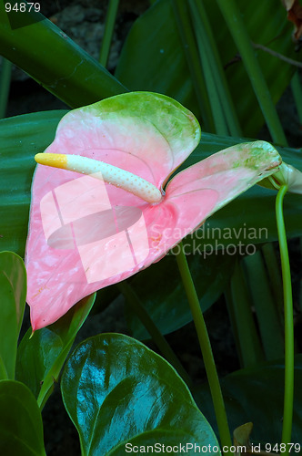 Image of Pastel Pink Anthurium Lily