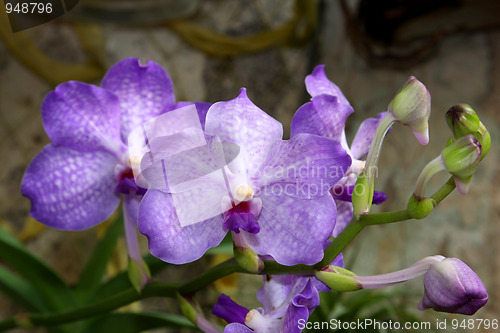 Image of Violet orchid