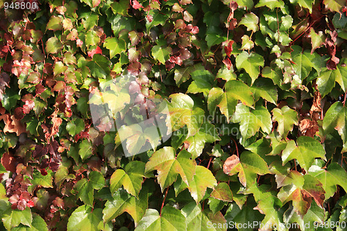 Image of Wild vines