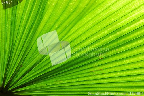 Image of Fan Palm Leaf