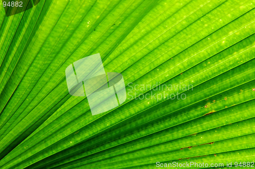 Image of Fan Palm Leaf