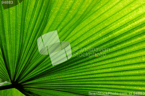 Image of Fan Palm Leaf