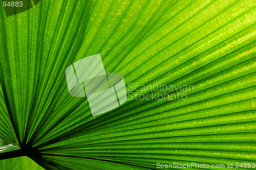 Image of Fan Palm Leaf