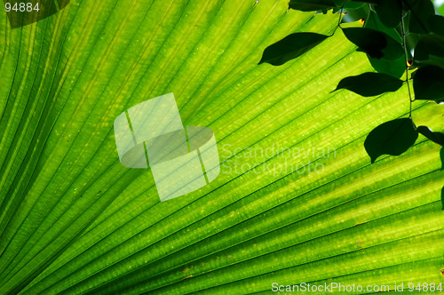 Image of Fan Palm Leaf
