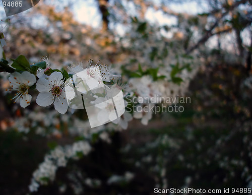 Image of Spring tree flowers 2