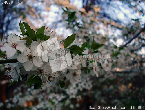 Image of Spring tree flowers 2