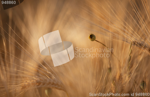 Image of Fields of Wheat in Summer