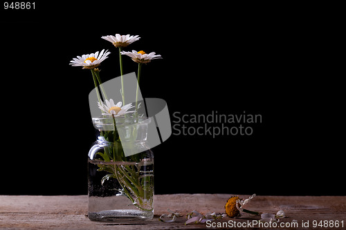 Image of Daisy Flowers