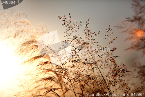 Image of Summer meadow at sunset