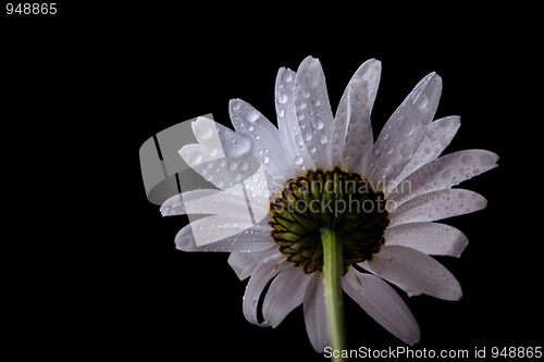 Image of Daisy Flowers with Dewdrops