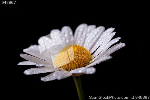 Image of Daisy Flowers with Dewdrops