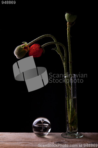 Image of Poppies and glass ball