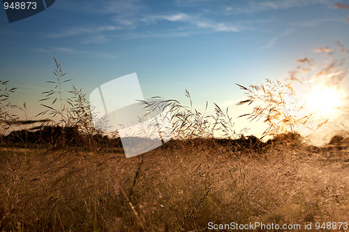 Image of Summer meadow at sunset