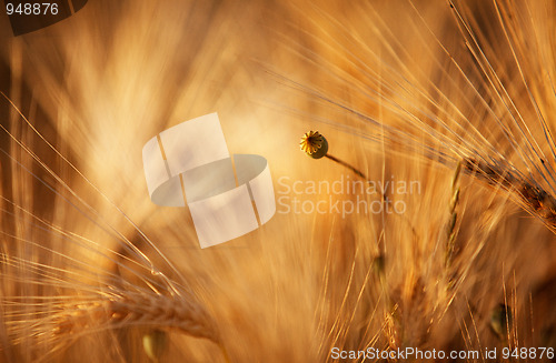 Image of Fields of Wheat in Summer