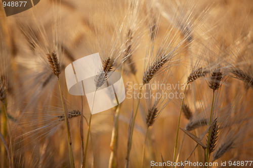 Image of Fields of Wheat in Summer