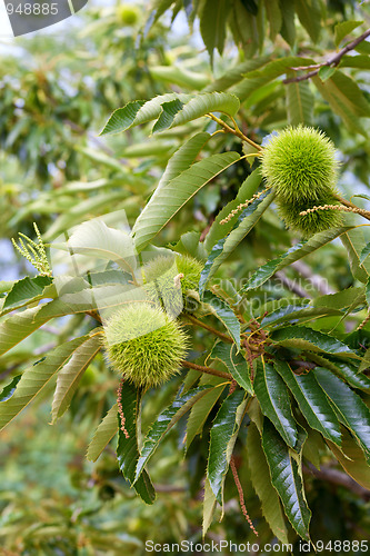 Image of Chestnuts on tree