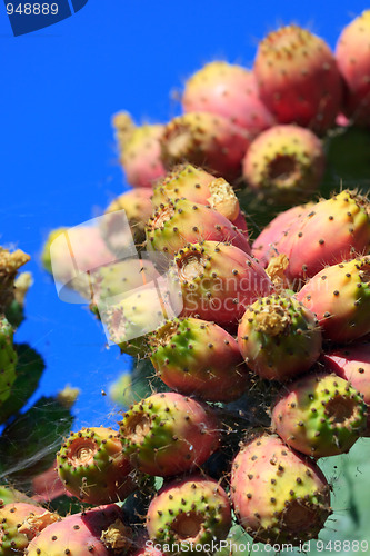 Image of Red prickly pear cactus fruits