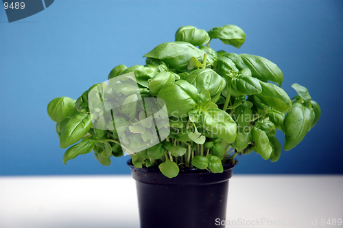 Image of basil