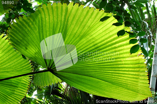 Image of Fan Palm Leaf