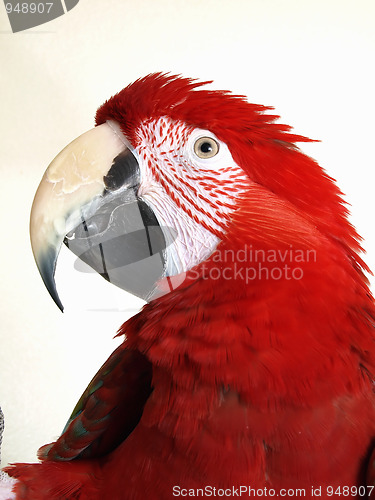 Image of Green Wing Macaw