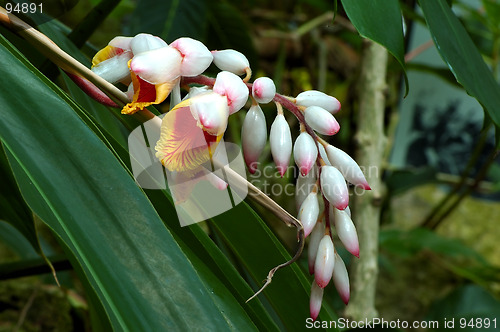 Image of Ginger Flower King's Scepter