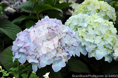 Image of Hydrangea Jennifer