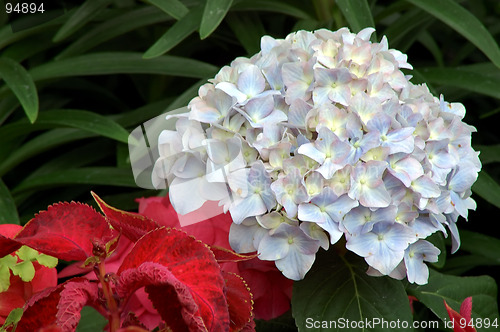 Image of Hydrangea Jennifer