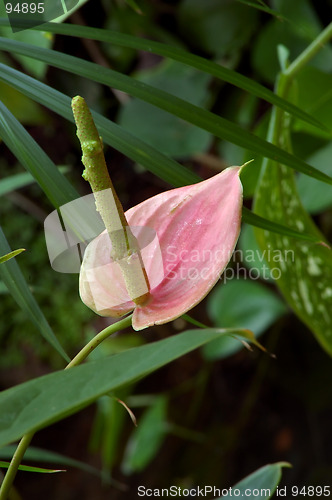 Image of Pink Anthurium Lily