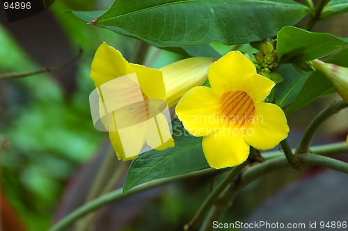 Image of Yellow Trumpet Vine