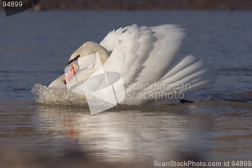 Image of Swan with bow wave