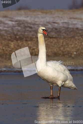 Image of Mute Swan standing on Ice 3.