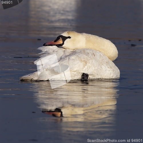 Image of Swan on Ice 2