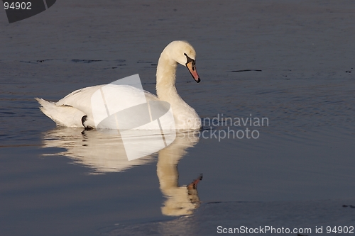 Image of Swan schwimming in icy water