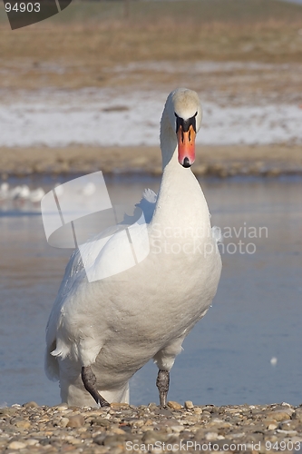 Image of Mute Swan climbing the shore.