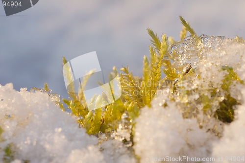 Image of Green in the snow