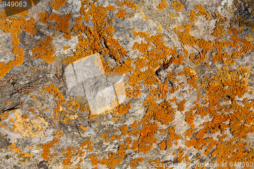 Image of Lichen