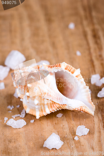 Image of seashell and salt