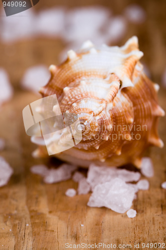 Image of seashell and salt