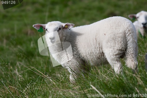 Image of lamb in grass