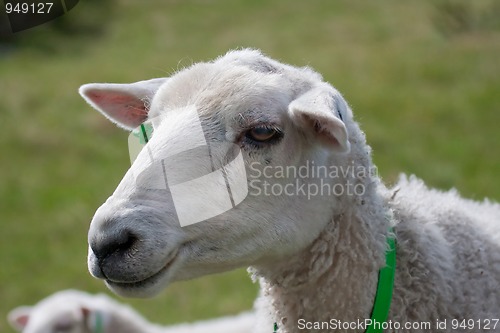 Image of head of sheep