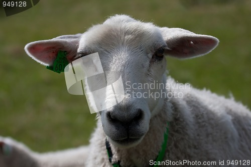 Image of lambs head